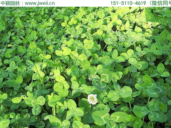 1655032749395659.jpg 白三葉草5.jpg