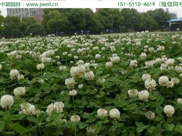 1655032757738091.jpg 白三葉草9.jpg