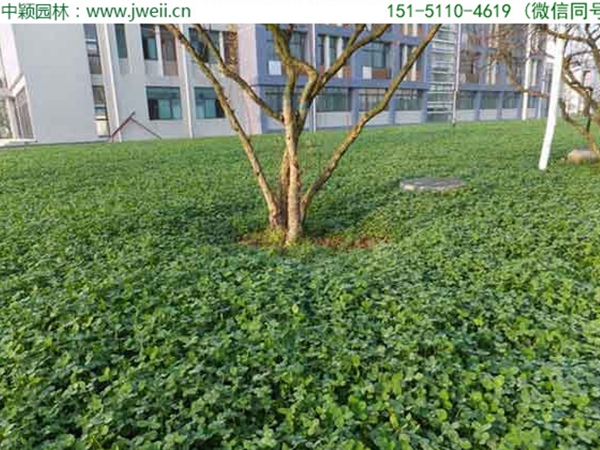 1655032765160451.jpg 白三葉草11.jpg
