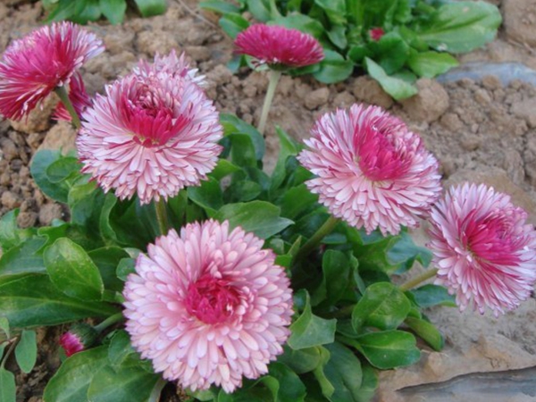 1655382121959376.jpg 雛菊3.jpg