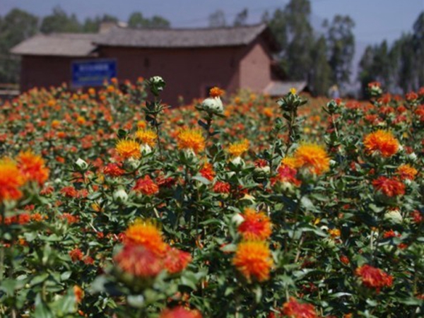 1655382233362647.jpg 紅花7.jpg