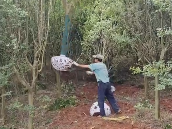 1655599393815366.png 布條.png