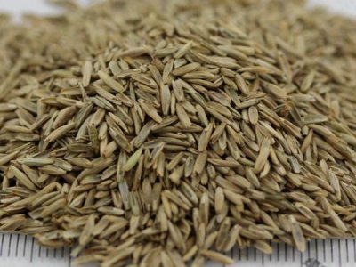 牧草黑麥草種子批發在哪里？
