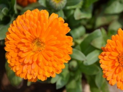 草花種子一般什么時候開花？