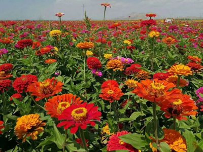 撒草花種子怎么撒才長勢好