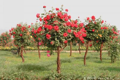  易活草花種子哪家信譽好？