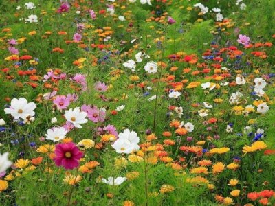 四季草花種子種植