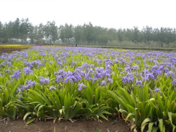 1663211206949231.jpg 藍花鳶尾.jpg