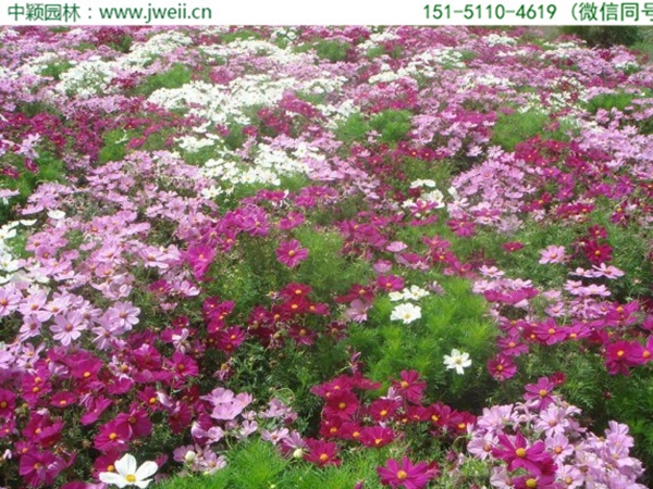 1663557865363299.jpg 格桑花5.jpg