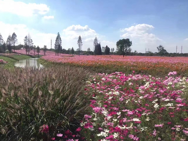 1663557953913467.jpg 格桑花11.jpg