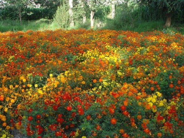 1663558753662871.jpg 硫華菊16.jpg