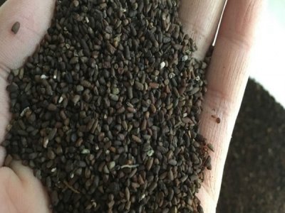 草花種子畝用種量