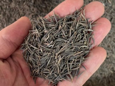 草花種子多少錢一克？