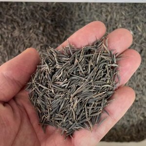 草花種子是幾天澆一次水