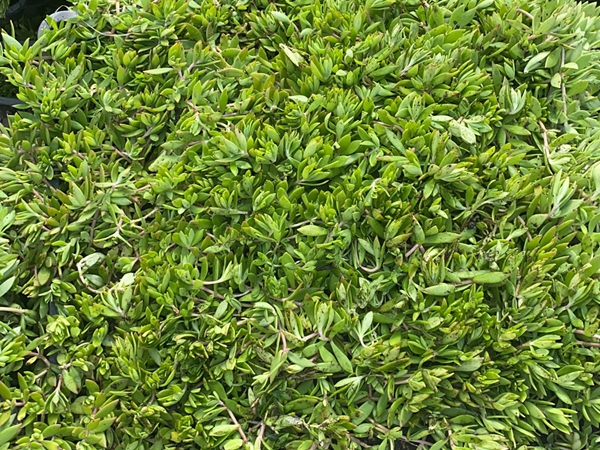 1667361555622903.jpg 佛甲草9.jpg
