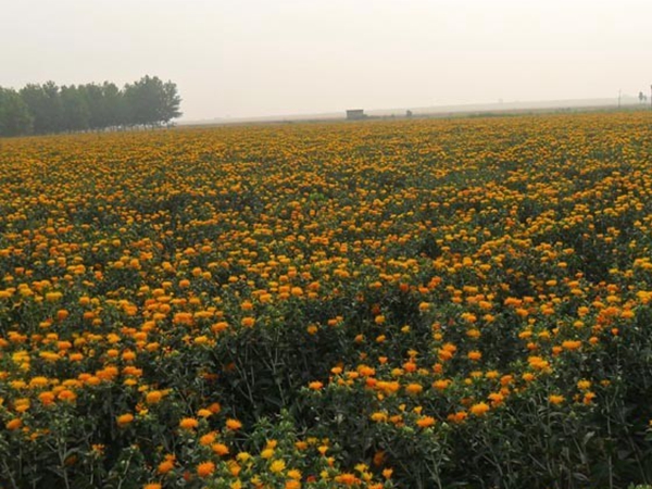 1669195512305682.jpg 紅花8.jpg