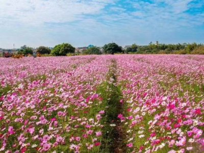 六七月份怎么播種草花種子？