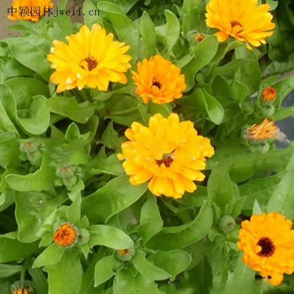 1669710541331203.jpg 黃金菊7_副本.jpg