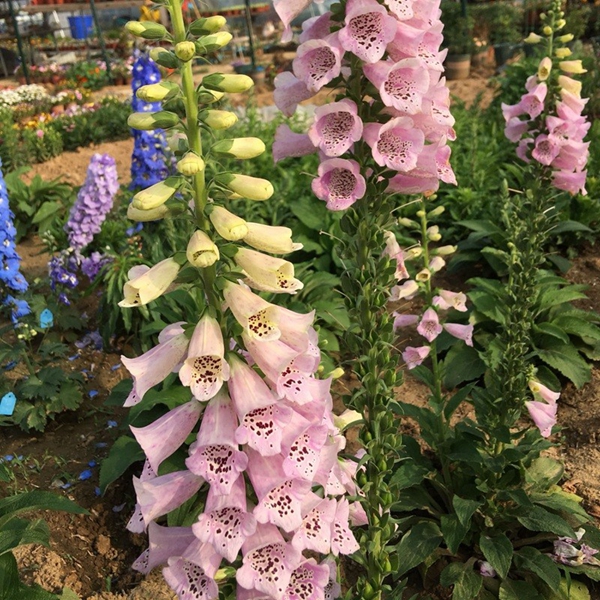 飛燕草9.jpg