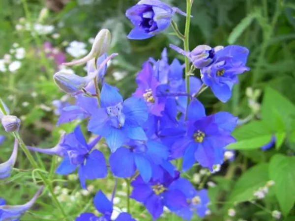 飛燕草1.jpg