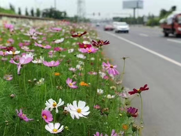 1669712943814249.jpg 格桑花20.jpg