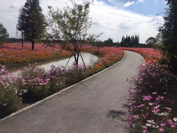 1669712948194379.jpg 格桑花15.jpg