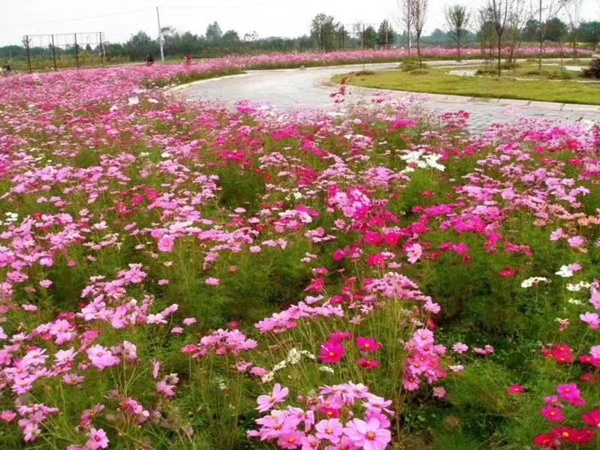 1669713427933847.jpg 格桑花25.jpg