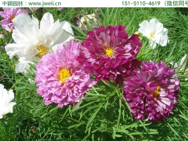 1669713438190599.jpg 格桑花2.jpg