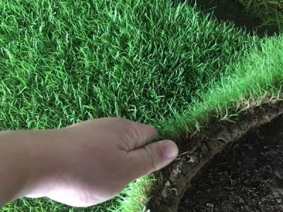 果嶺草6月天還可以撒種嗎？