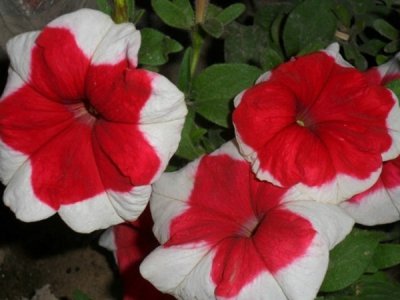 草花種子發芽后常用什么施肥方法？