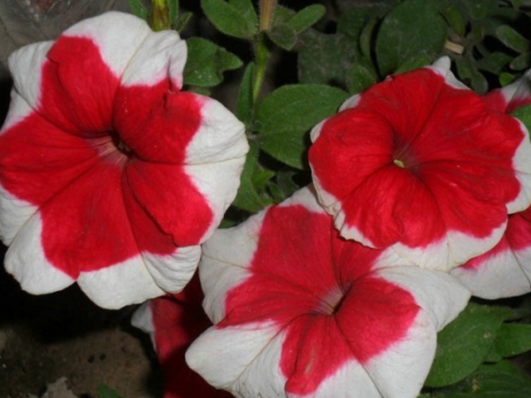 1670551899137919.jpg 牽牛花8.jpg