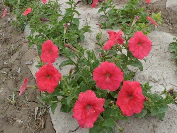1670552031210436.jpg 牽牛花7.jpg