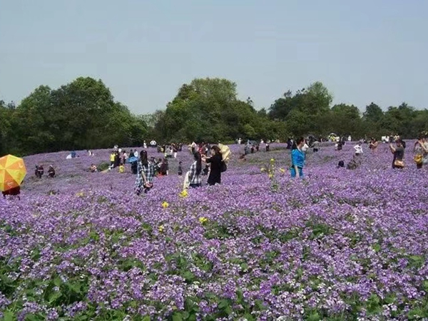 1670590073972490.jpg 二月蘭6.jpg