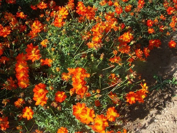 1670745334617787.jpg 硫華菊6.jpg