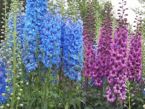 1670747060246902.jpg 飛燕草.jpg