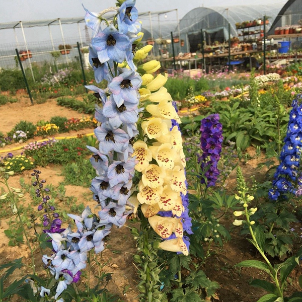 1670747084932777.jpg 飛燕草7.jpg