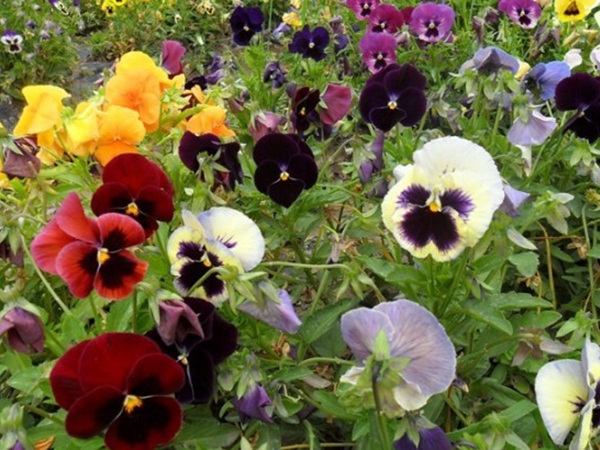 1670747531162659.jpg 三色旋花8.jpg