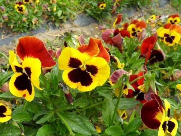 1670893244575203.jpg 三色旋花6.jpg