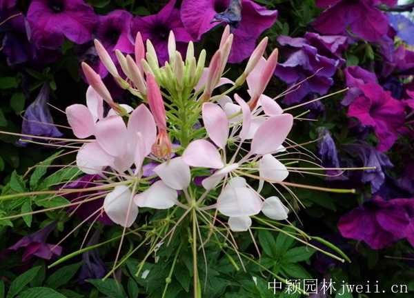 1670993575241135.jpg 醉蝶花21.jpg