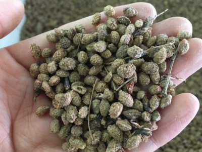 草花種子種植注意事項