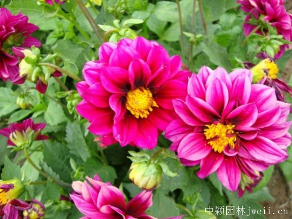 1671187978516780.jpg 小麗花6.jpg