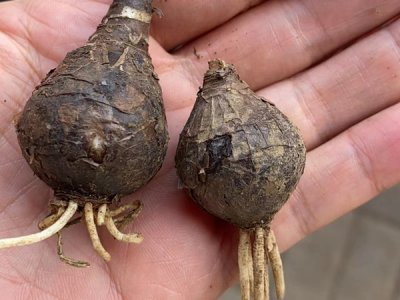 草花種子播種后光照要求