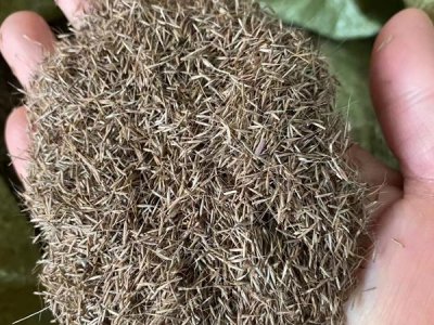 草花種子可以用播撒嗎？