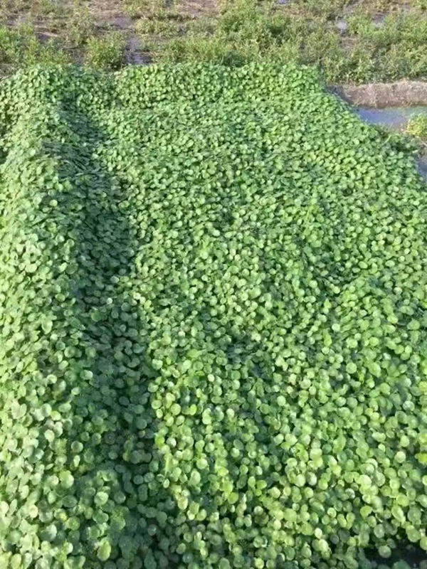 1671954079496004.jpg 銅錢草.jpg