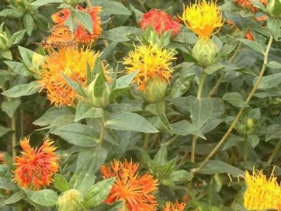 紅花種子
