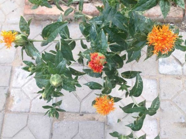 紅花5.jpg