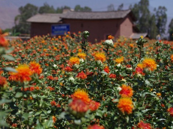 紅花61.jpg