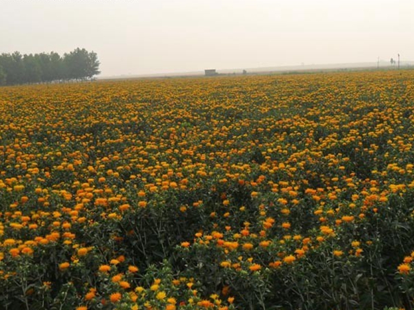 紅花21.jpg