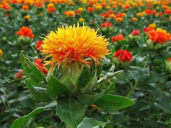 1671957373268539.jpeg 紅花8.jpeg