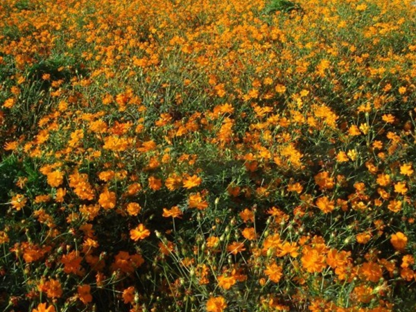 1672037934691276.jpg 硫華菊10.jpg